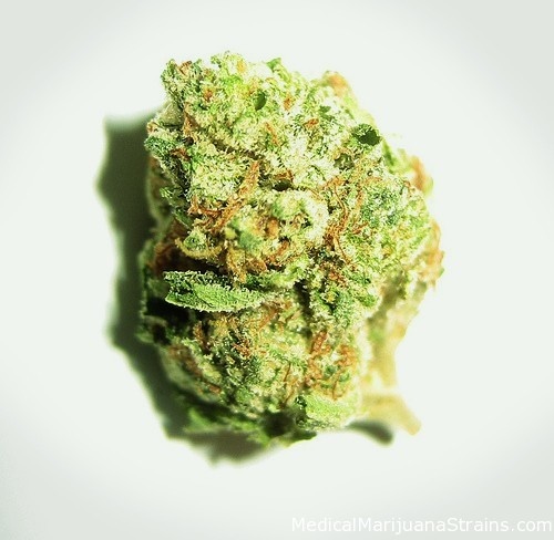 Rose Kush 4394