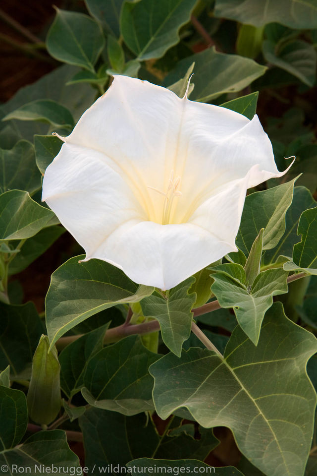ary topo add Datura Divine photo