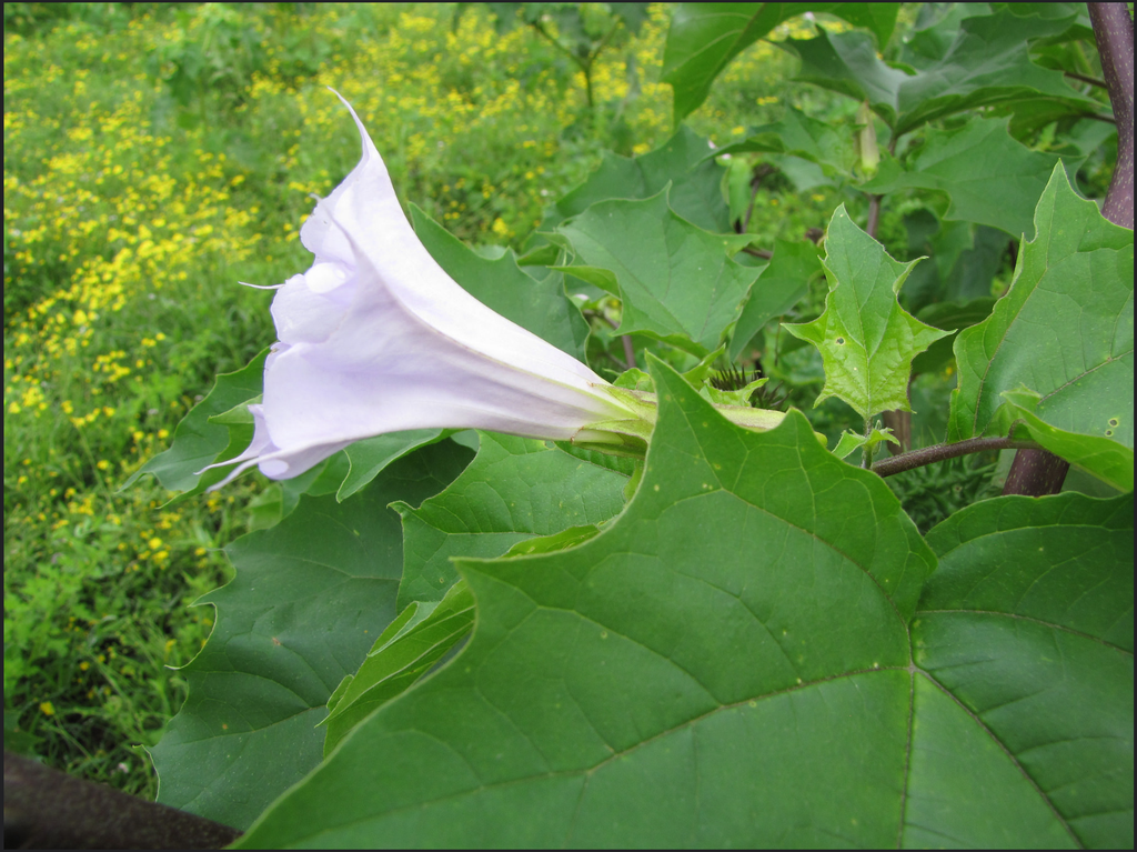 ashok chandna add Datura Divine photo