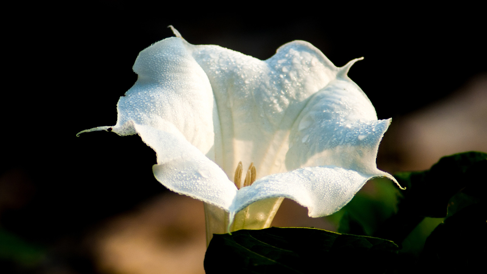 alsson chan add Datura Divine photo