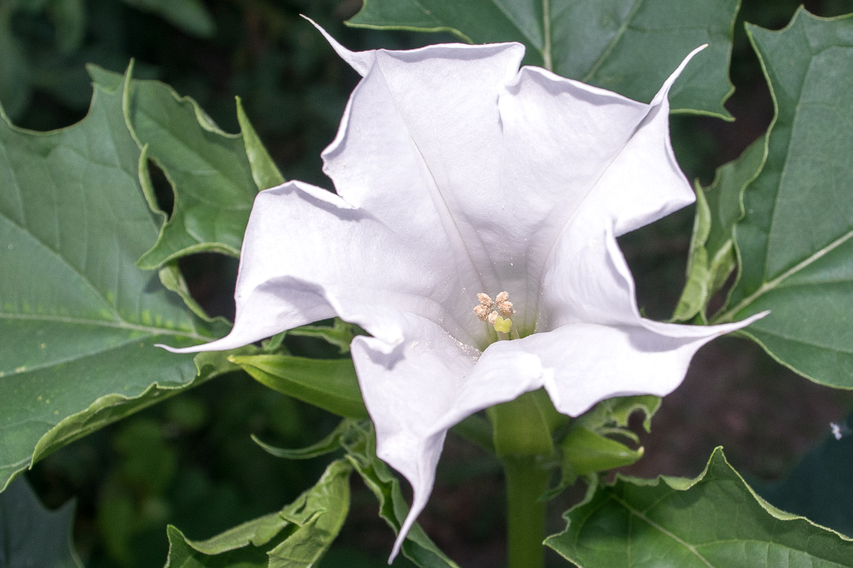 ajai tripathi add Datura Divine photo