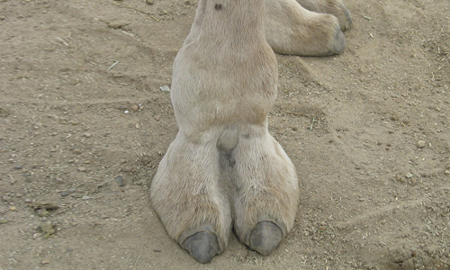 dan imhoff add Real Camel Toe photo