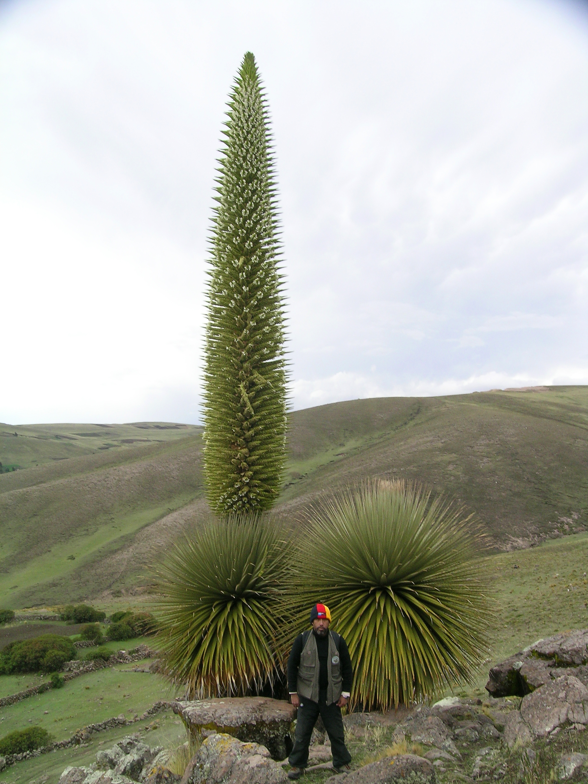 cheryl desjarlais add Puta Peru photo