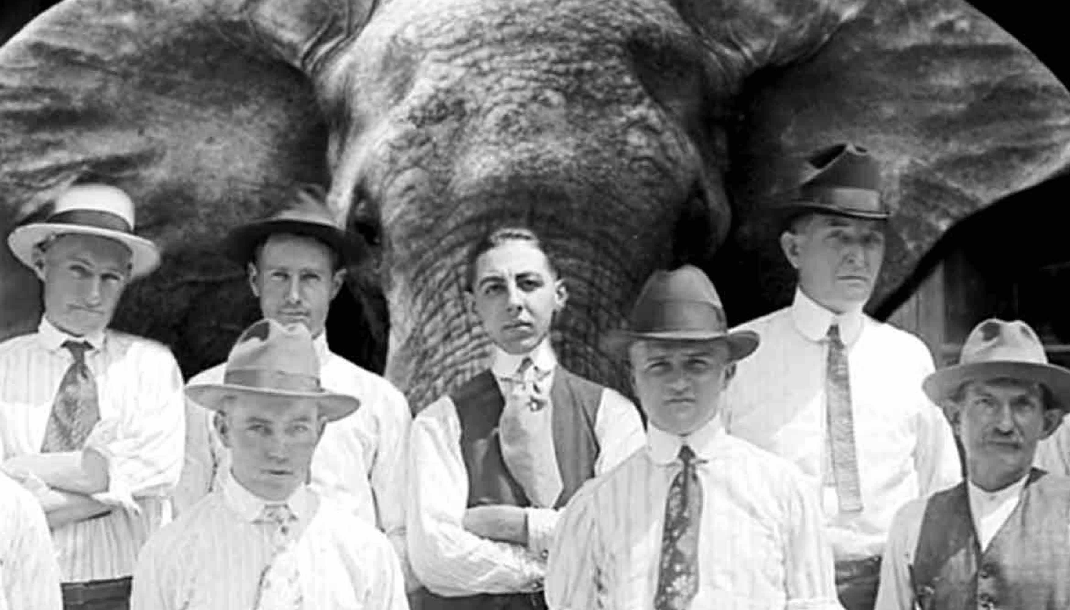 donald brewster add Elephant Pornography photo