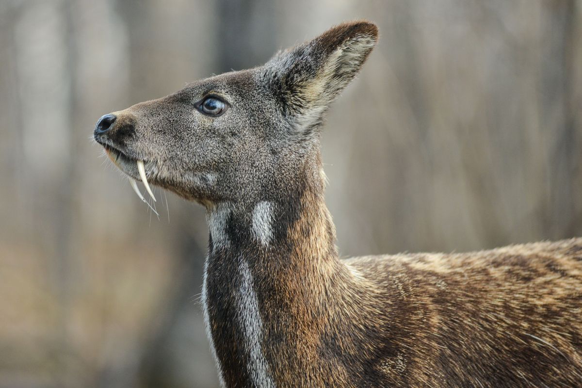 bonnie anne lewis add Korean Bj Deer photo