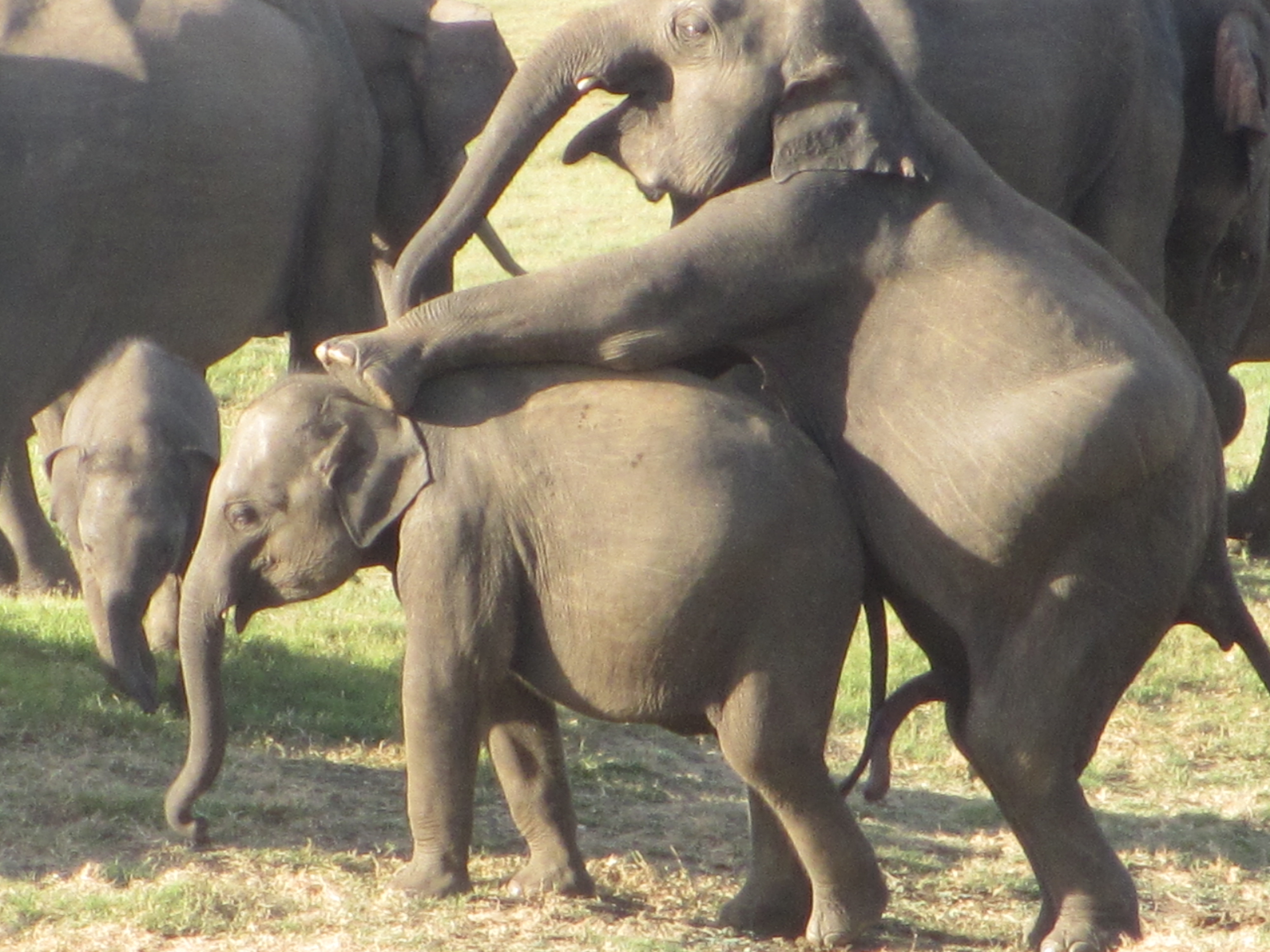 cheryl bartee add Elephant Pornography photo