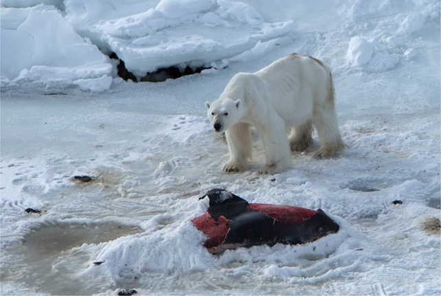 aya nasif add Polar Bear Porn photo