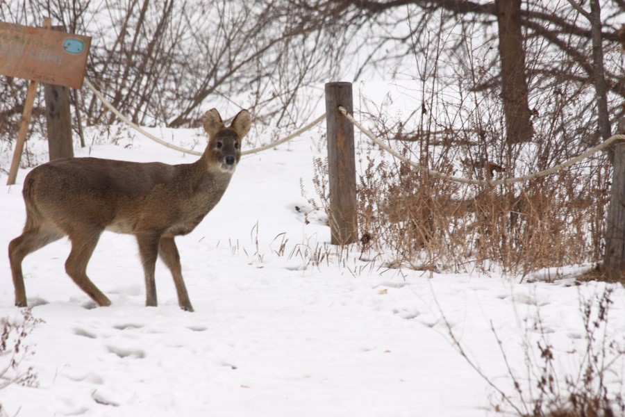 Korean Bj Deer 3843