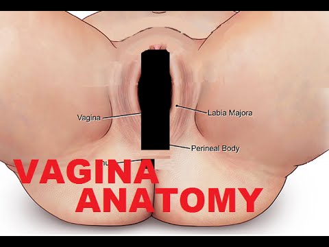 dave veilleux add Female Anatomy Porn photo