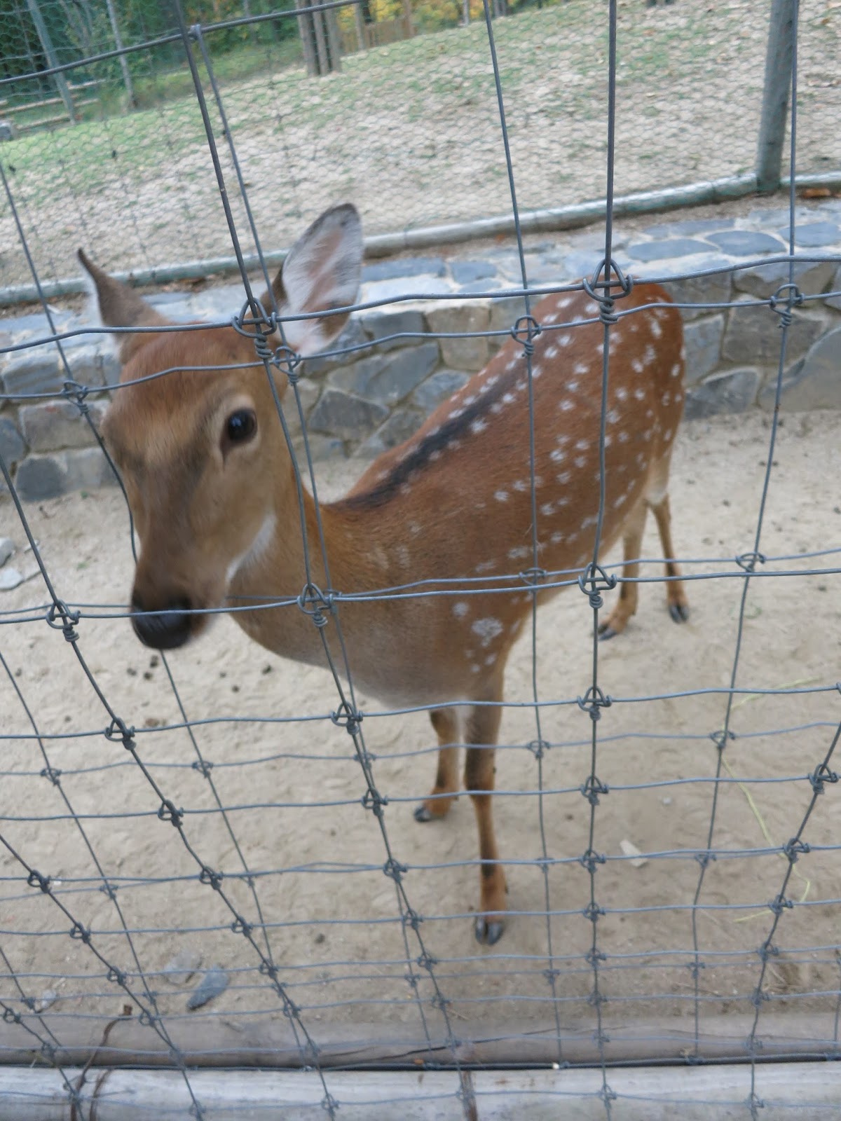 david vitales add Korean Bj Deer photo