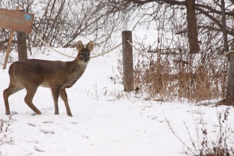 danial danish add Korean Bj Deer photo