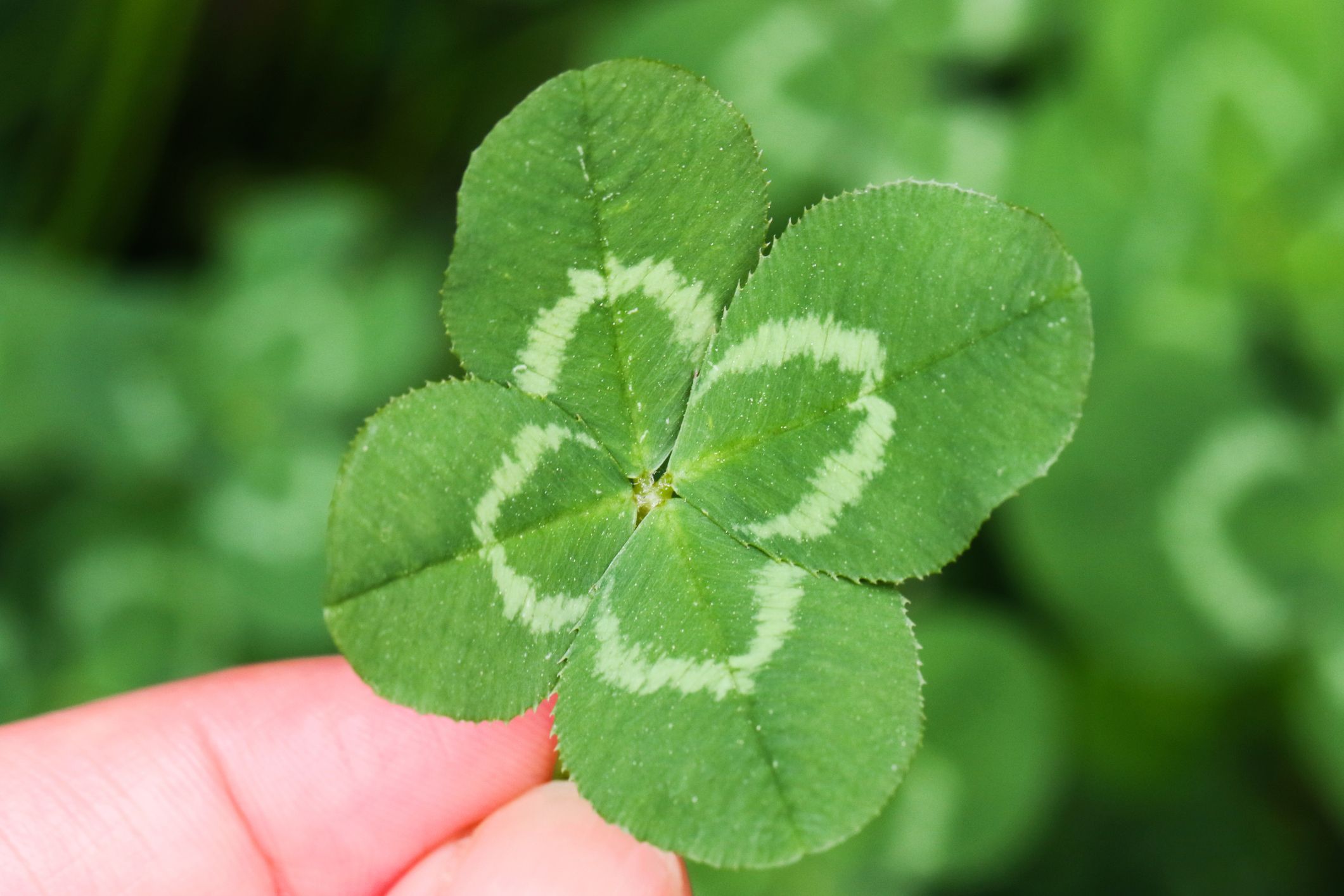 dean le blanc add Little Clover Porn photo