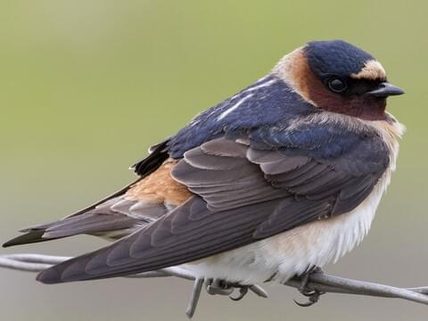 beckie barker add Mature Swallows photo