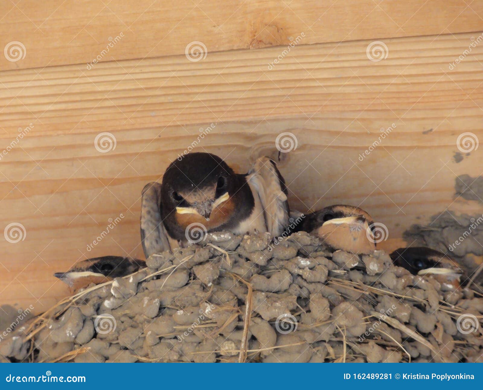 anand n krishnan add Mature Swallows photo