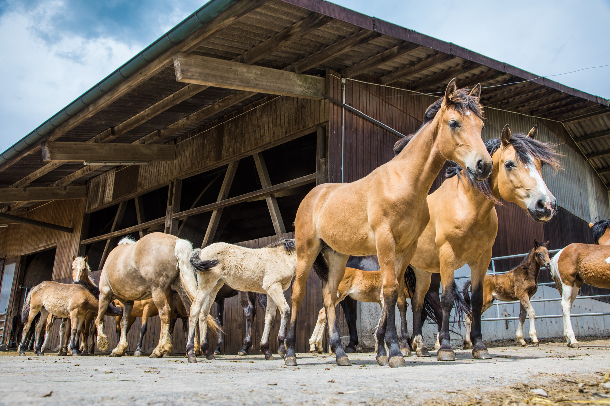 barry burch add Milking Studs photo