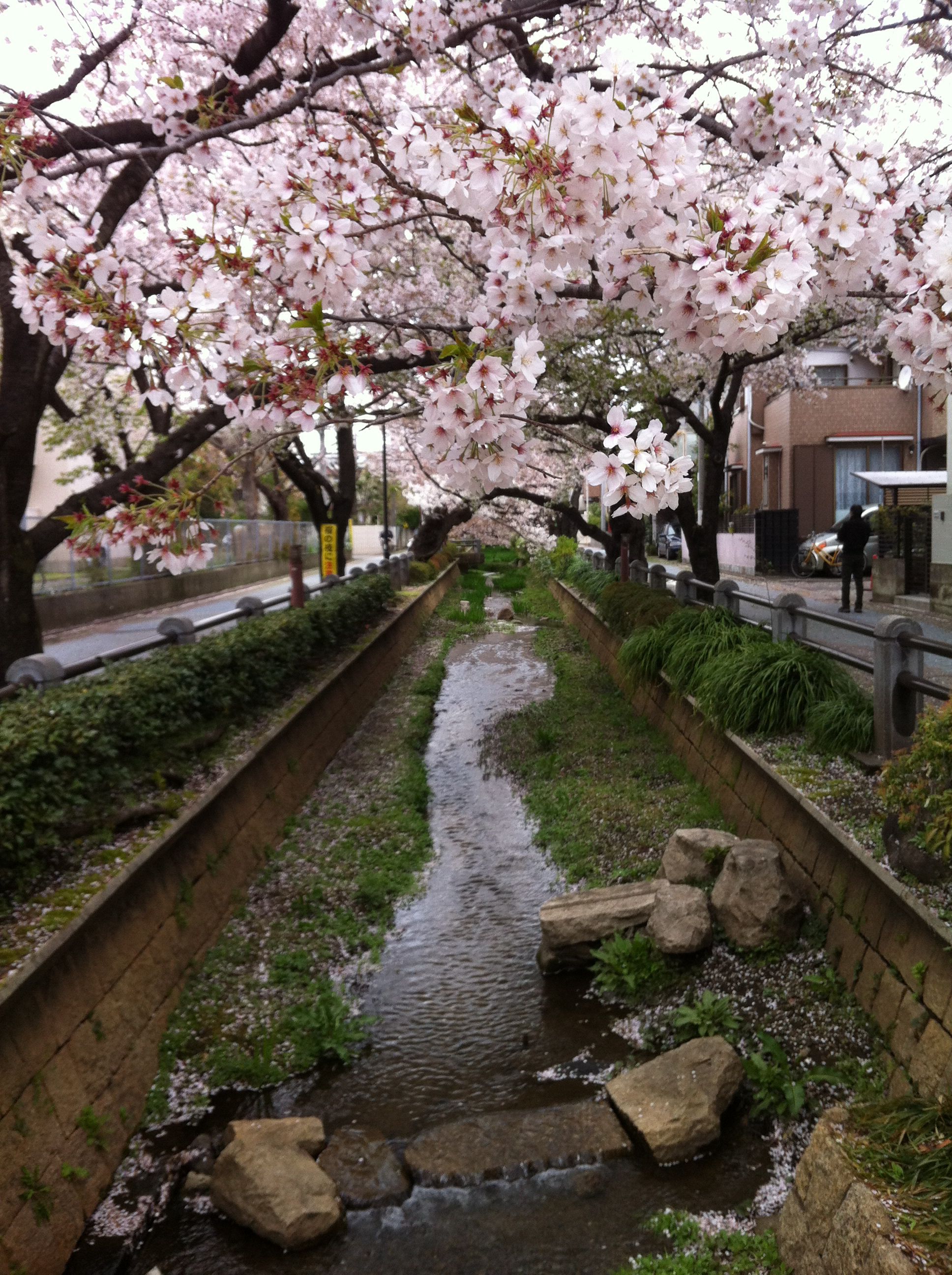 christine reno add Ms Cherry Blossoms photo