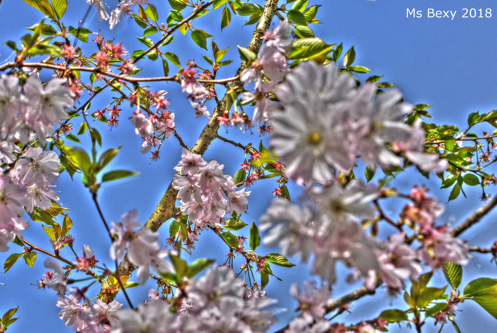 christa gardner add Ms Cherry Blossoms photo