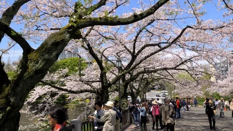 amy peltier add Ms Cherry Blossoms photo