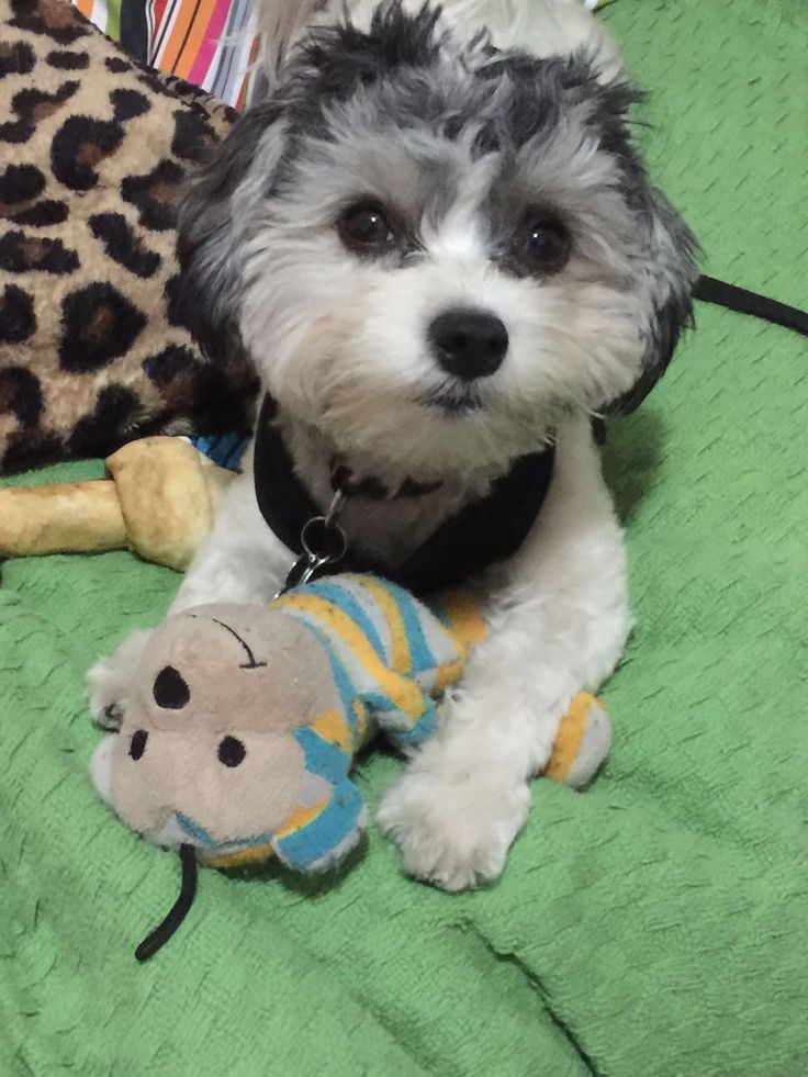 connie cai add Petite Doggy photo