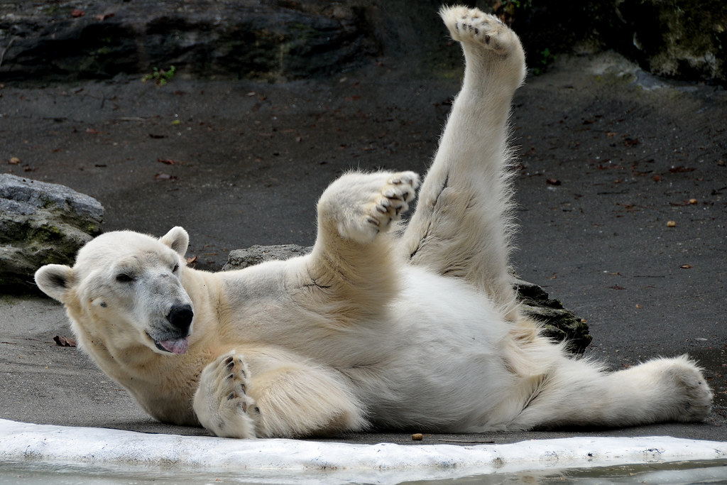 caroline newby add Polar Bear Porn photo