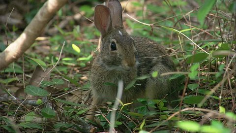 cristy dean add Rabbit Webcam Porn photo