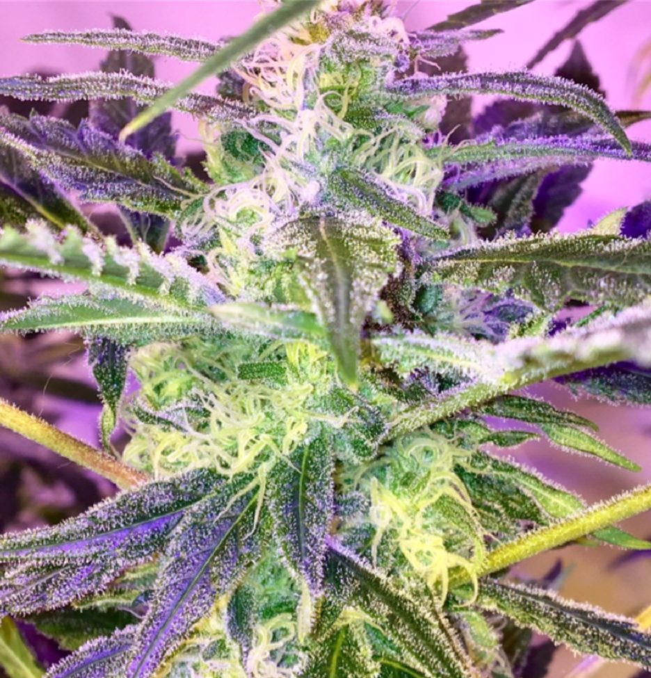 diana mayberry add Rose Kush photo