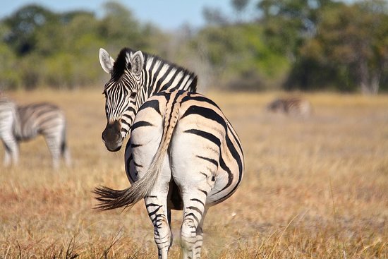 dawn stolle add Zebra Shaved photo