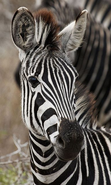 alex demy add Zebra Shaved photo